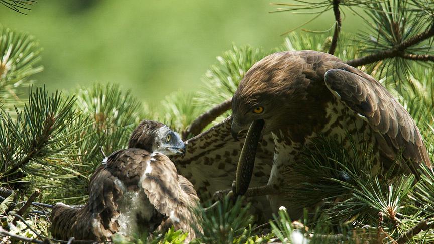 Ein Adler mit Küken in einem Nest auf einem Nadelbaum.