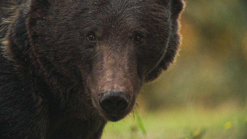 Ein großer Braunbär blickt direkt in die Kamera.