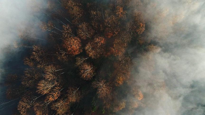 Nebel über einem herbstlich gefärbten Wald.