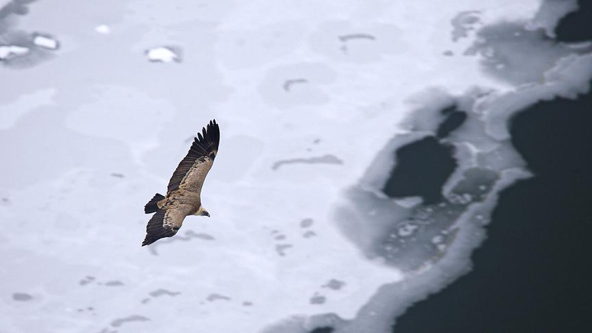 Ein Geier fliegt über schneebedecktes Gelände.