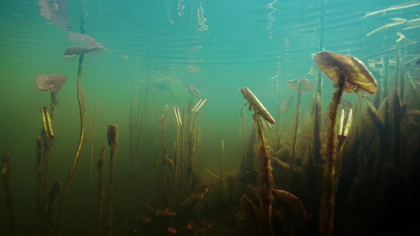Unterwasseraufname von Wasserpflanzen in undurchsichtigem Gewässer.