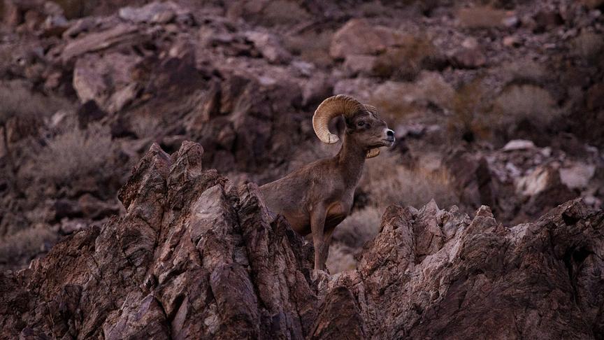 © Foto: ORF/Doclights/NDR Naturfilm/Matthew Kline Ein Dickhornschaf mit großen, gebogenen Hörnern auf felsigem Gebiet.