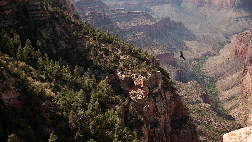 Ein Geier kreist über den teils bewaldeten Canyon.