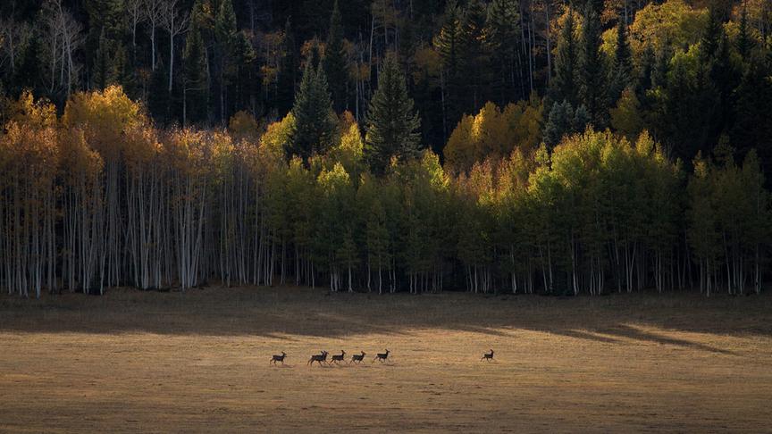 Eine Herde Hirsche überquert eine Ebene, dahinter beginnt ein Wald.