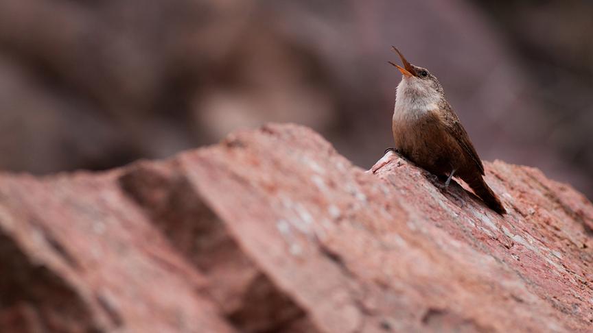 Ein kleiner Vogel sitzt auf einem Felsen und singt.