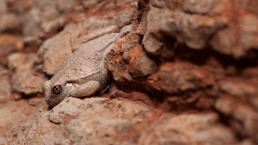 Ein brauner Frosch passt sich farblich perfekt an die Felsen an.