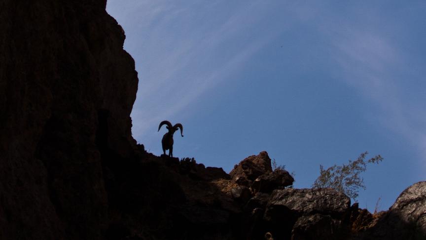 Silhouette eines Dickhornschafes mit großen, gebogenen Hörnern auf felsigem Gebiet.