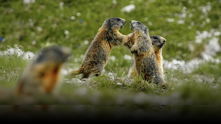 Im Bild: Murmeltiere beim Rangeln.