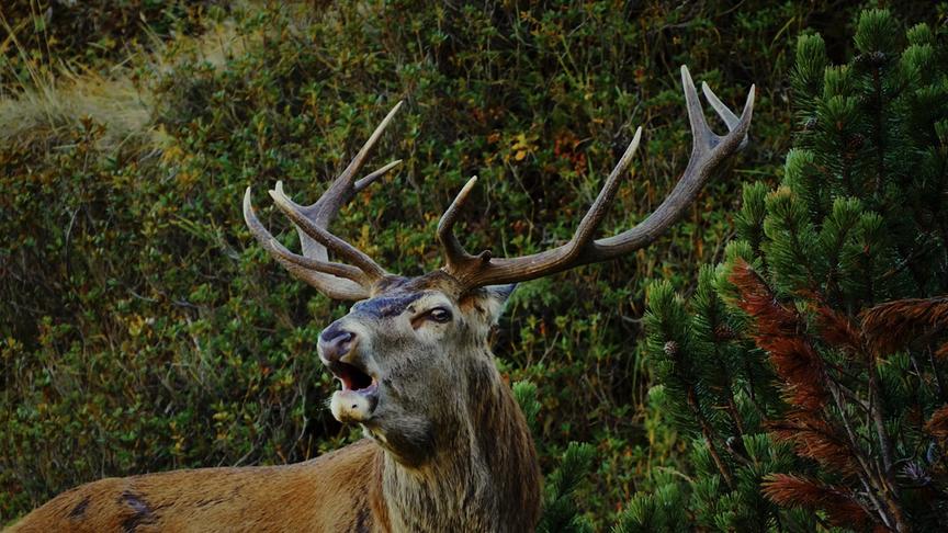 Im Bild: Röhrender Hirsch.
