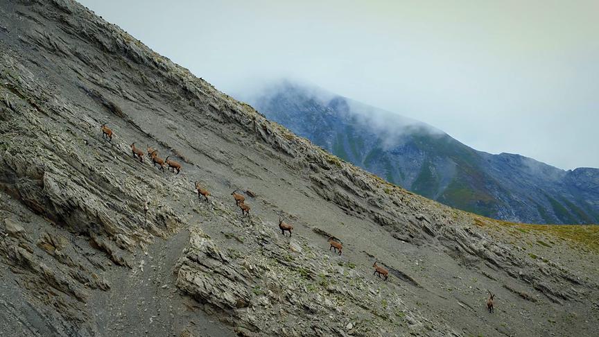 Im Bild: Steinböcke, Göppingerhütte – Rotewand.