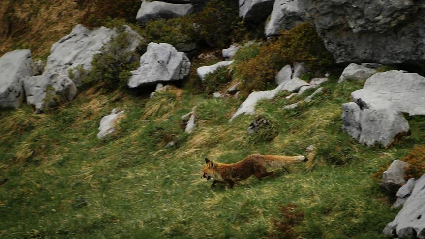 Im Bild: Fuchs auf der Jagd.