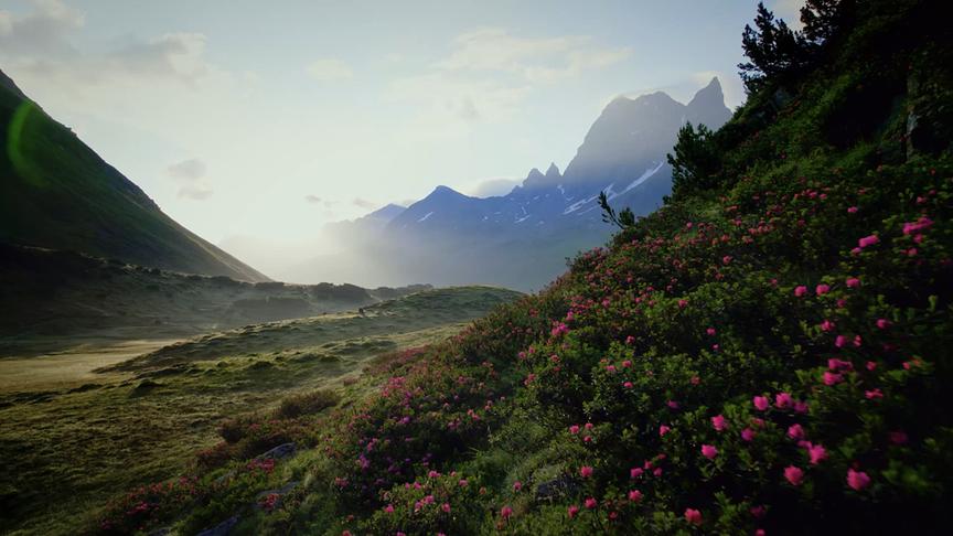 Im Bild: Almrauschblüte Langsee Moor, Blickrichtung Schönverwalltal – Kuchenjoch.