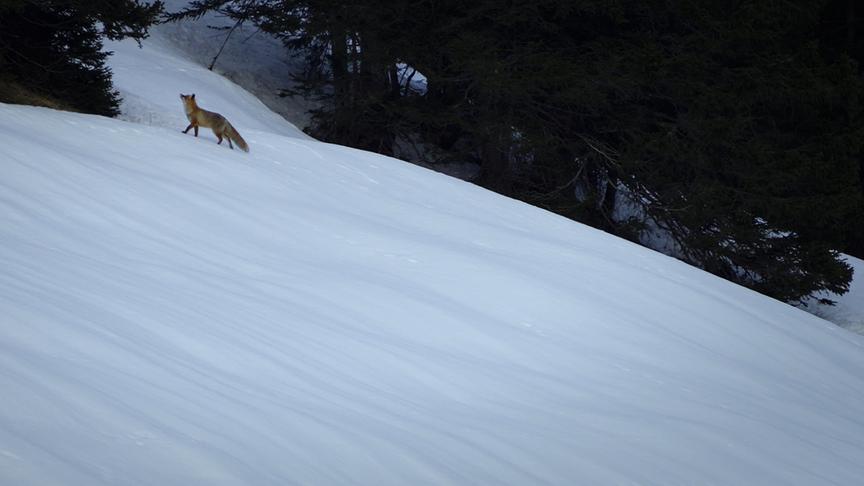 Im Bild: Fuchs.