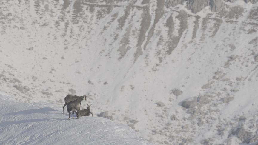 Im Bild: Gämse.