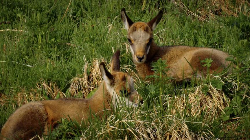 Im Bild: Junge Gämsen.
