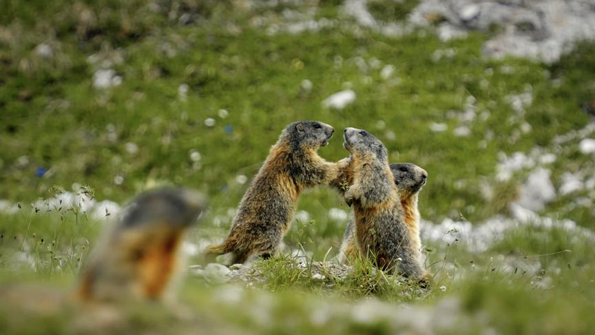 Im Bild: Murmeltiere beim Rangeln.