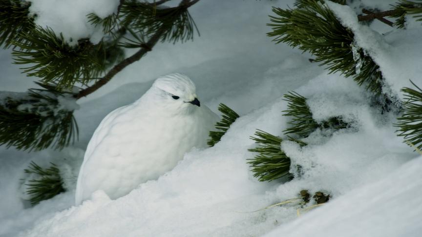 Im Bild: Schneehuhn.