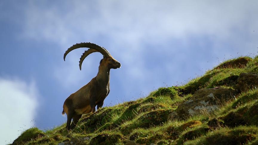 Im Bild: Steinbock im Sommer.