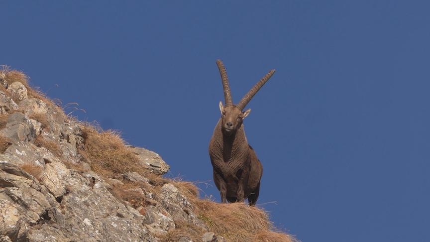 Im Bild: Steinbock.