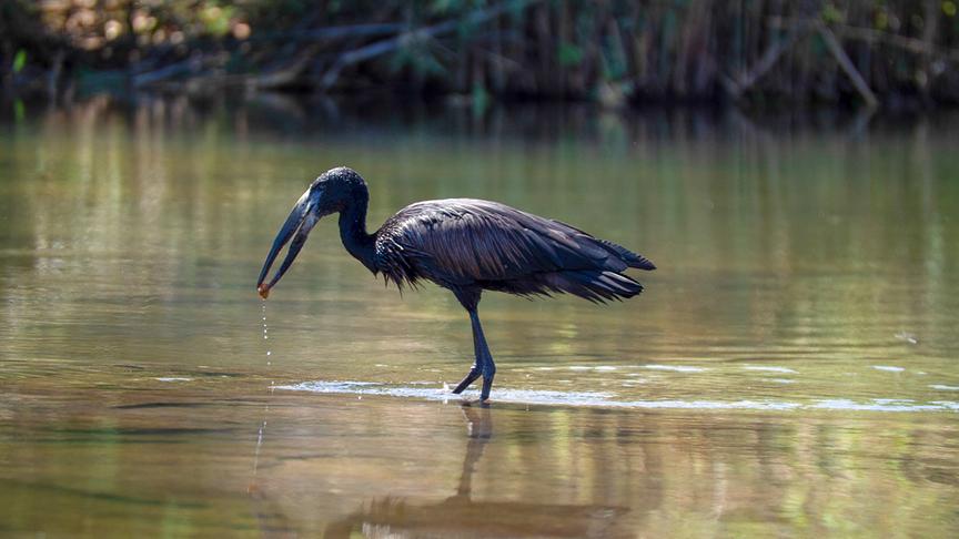 Ein schwarzer Vogel mit langen Beinen und Schnabel steht in einem Gewässer.