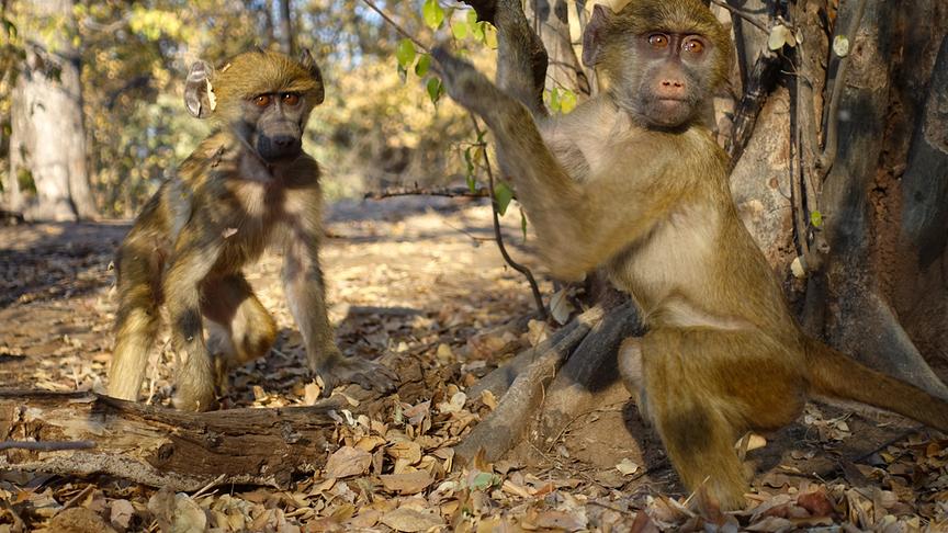 Zwei Pavianjunge spielen unter einem Baum.