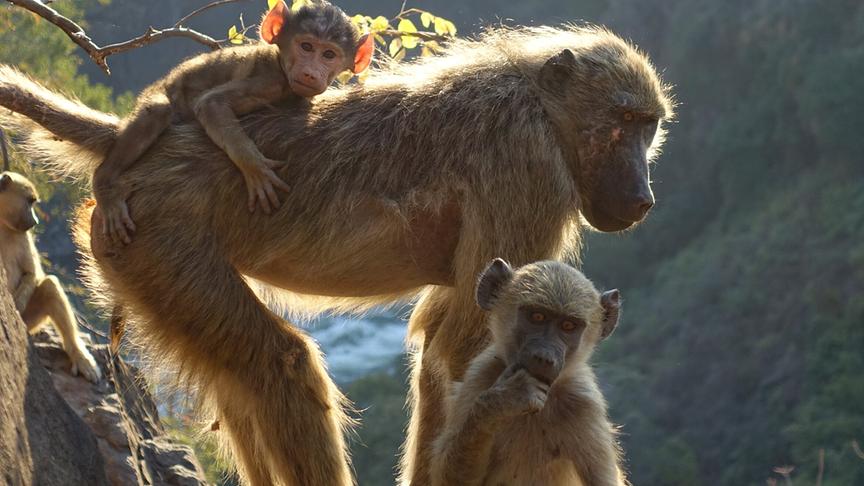 Pavianmutter mit zwei Jungen am Rande eines Hangs.
