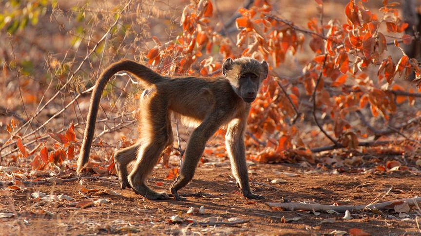 Pavianjunges geht auf allen Vieren.
