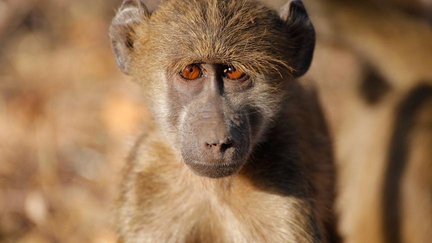 Pavian mit dunkelorangen Augen blickt in die Kamera.