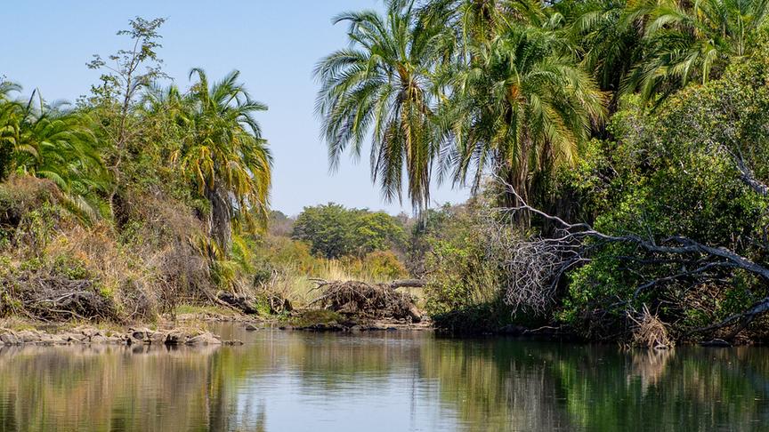 Tropische Uferlandschaft mit Palmen an einem Gewässer.
