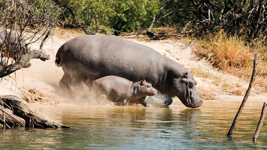 Ein Flusspferd mit Junges geht vom Ufer in ein Gewässer.