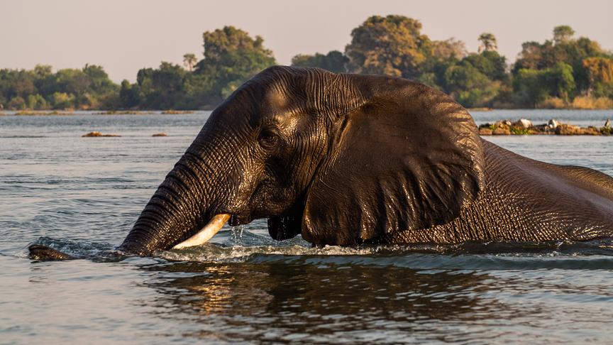 Ein Elefant im tiefen Gewässer.