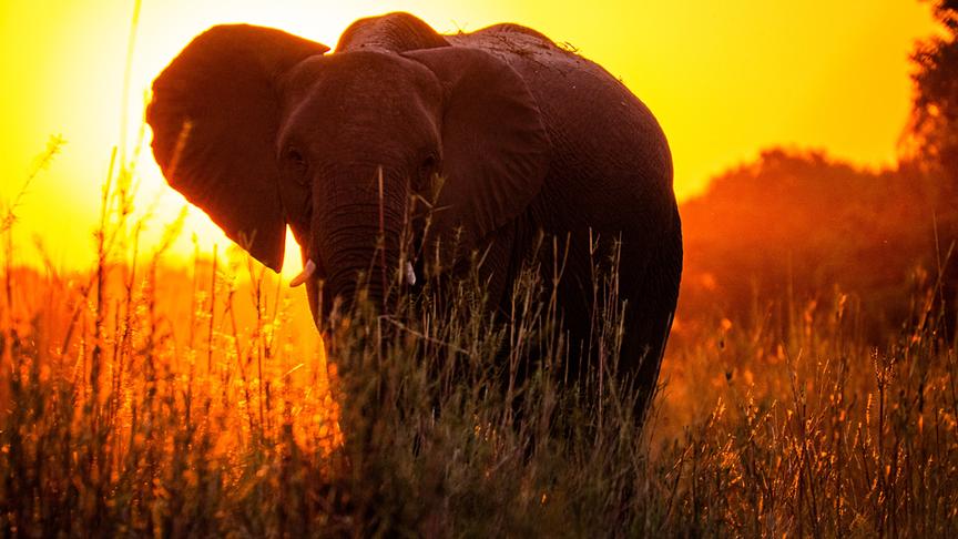 Ein Elefant im hohen Gras, hinter ihm die untergehende, orange-leuchtende Sonne.
