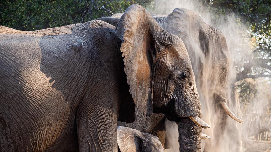 Eine Elefantenfamilie staubt sich mit Sand ein.