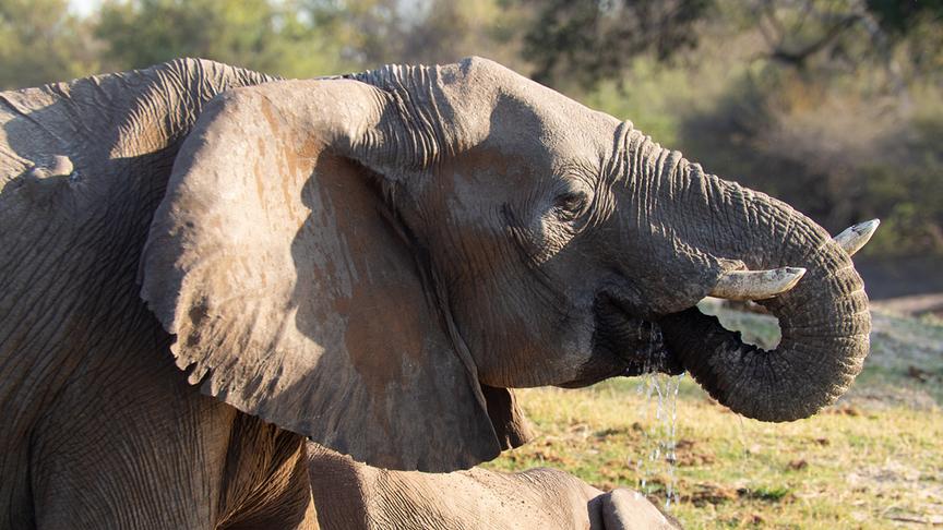 Elefant beugt den Rüssel zum Trinken zum Mund.