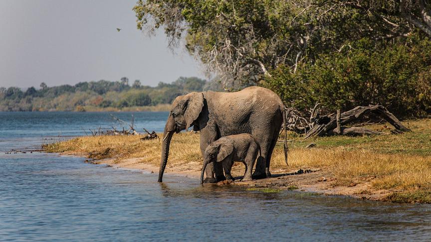Ein Elefant und ein Elefantenjunges halten ihre Rüssel in ein Gewässer.