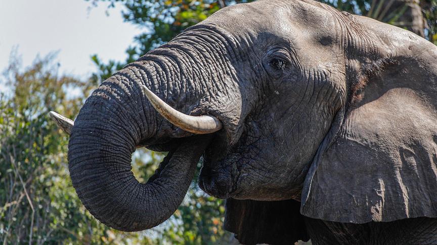 Ein Elefant hält den Rüssel in den Mund.