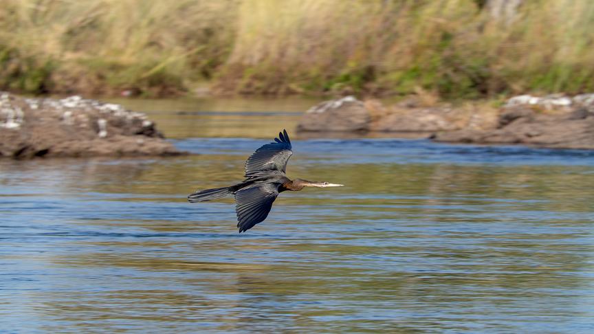 Vogel fliegt nahe über der Wasseroberfläche eines Gewässers.