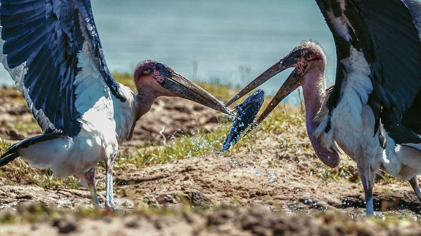 Zwei Vögel mit langen Schnäbeln kämpfen am Ufer um einen Fisch.