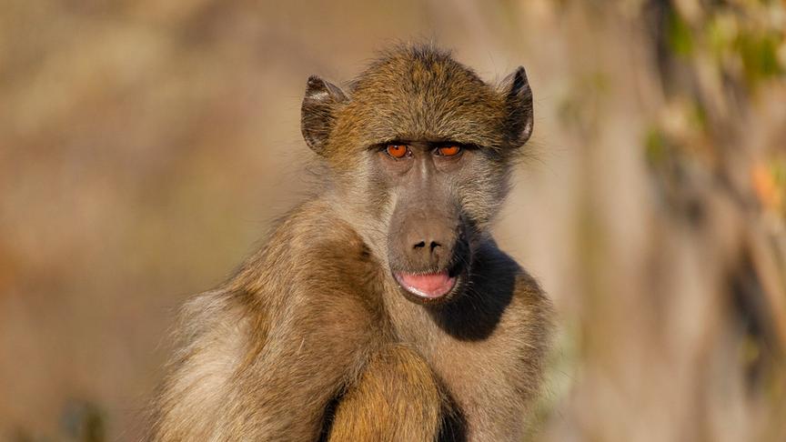 Pavian mit dunkelorangen Augen blickt in die Kamera.
