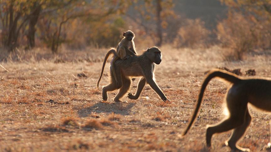 Pavianmutter geht auf allen Vieren und trägt dabei ihr Junges auf dem Rücken.