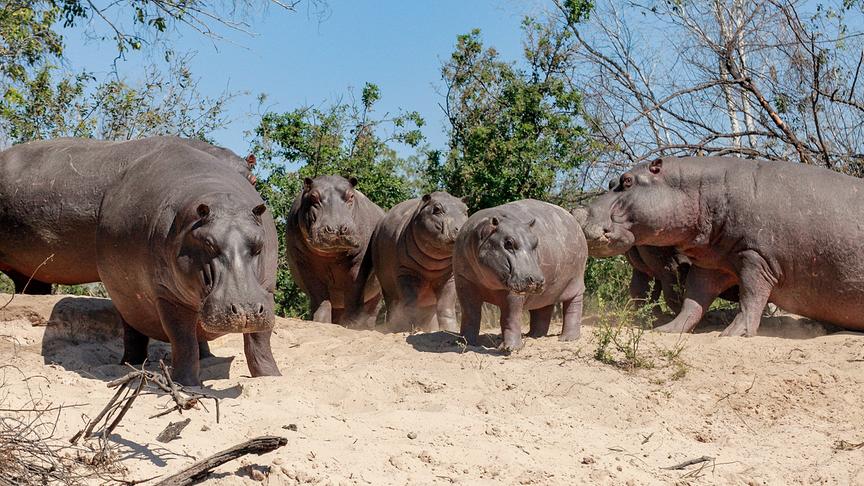 Eine Herde Flusspferde stehen am sandigen Ufer.