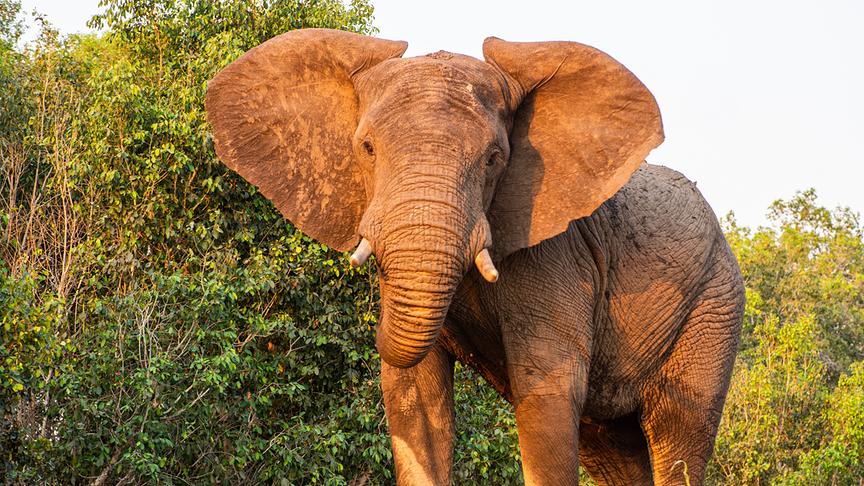 Stehender Elefant wird von der untergehenden Sonne angestrahlt.