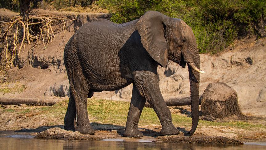 Elefant geht am Ufer eines Gewässers entlang.