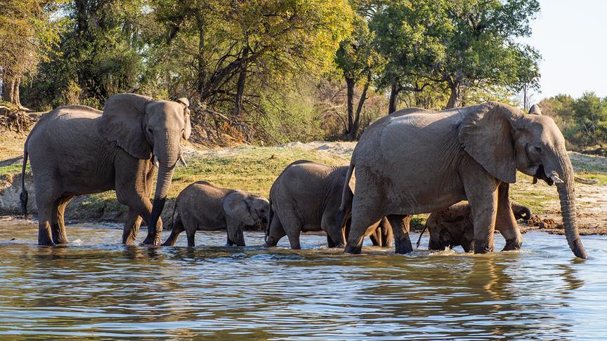 Elefantenherde watet hintereinander durch ein Gewässer.