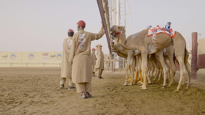 Mehrere Kamele mit Sattel sind nebeneinander aufgereiht auf einer Rennstrecke, mehrere Personen stehen vor ihnen und halten ein Tor