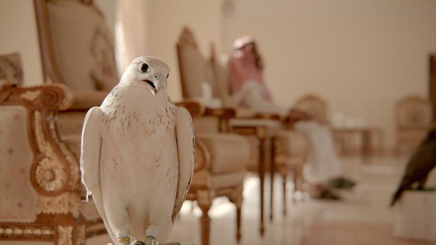 © Foto: ORF/Skyland Productions/Vedran Strelar Weißer Falke in einem Zimmer mit vornehm aussehenden Sesseln