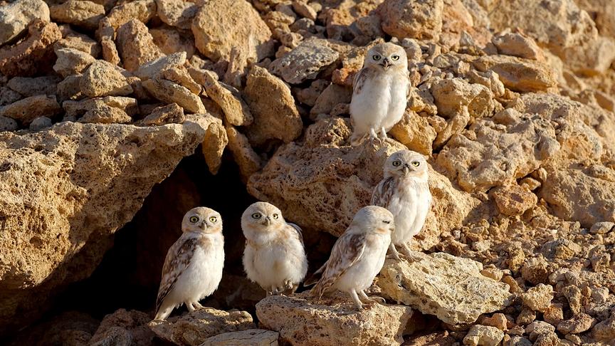 Fünf Käuze nebeneinander auf Felsen sitzend
