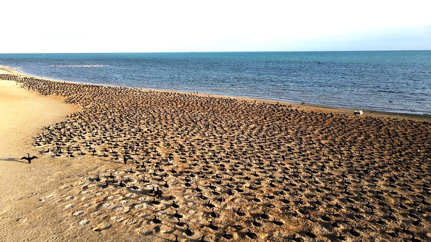 Eine Vogelkolonie dicht an dicht in Sandmulden am Strand