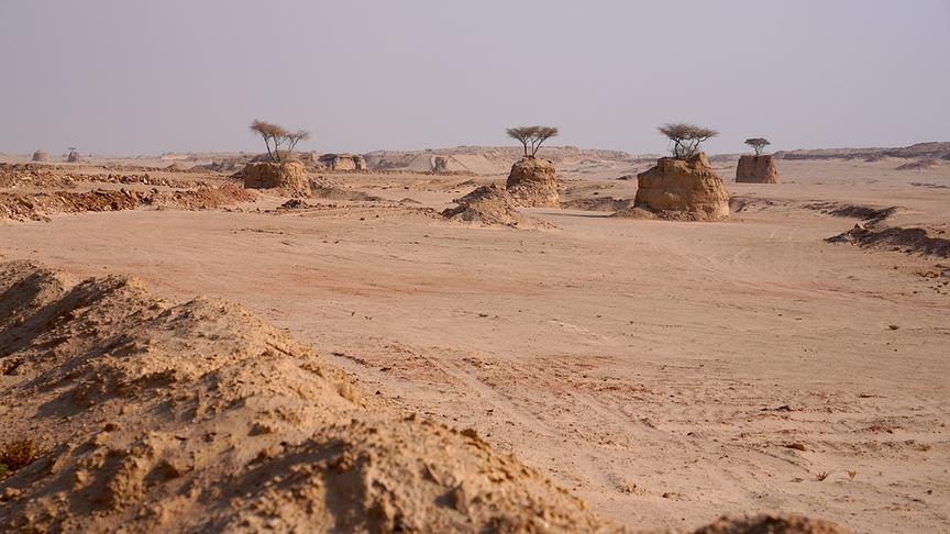 Wüstenlandschaft mit mehreren, interessanten Felsformationen, auf denen Bäume wachsen