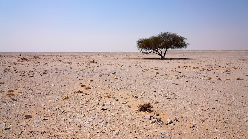 Wüstenlandschaft mit einzelnem Baum